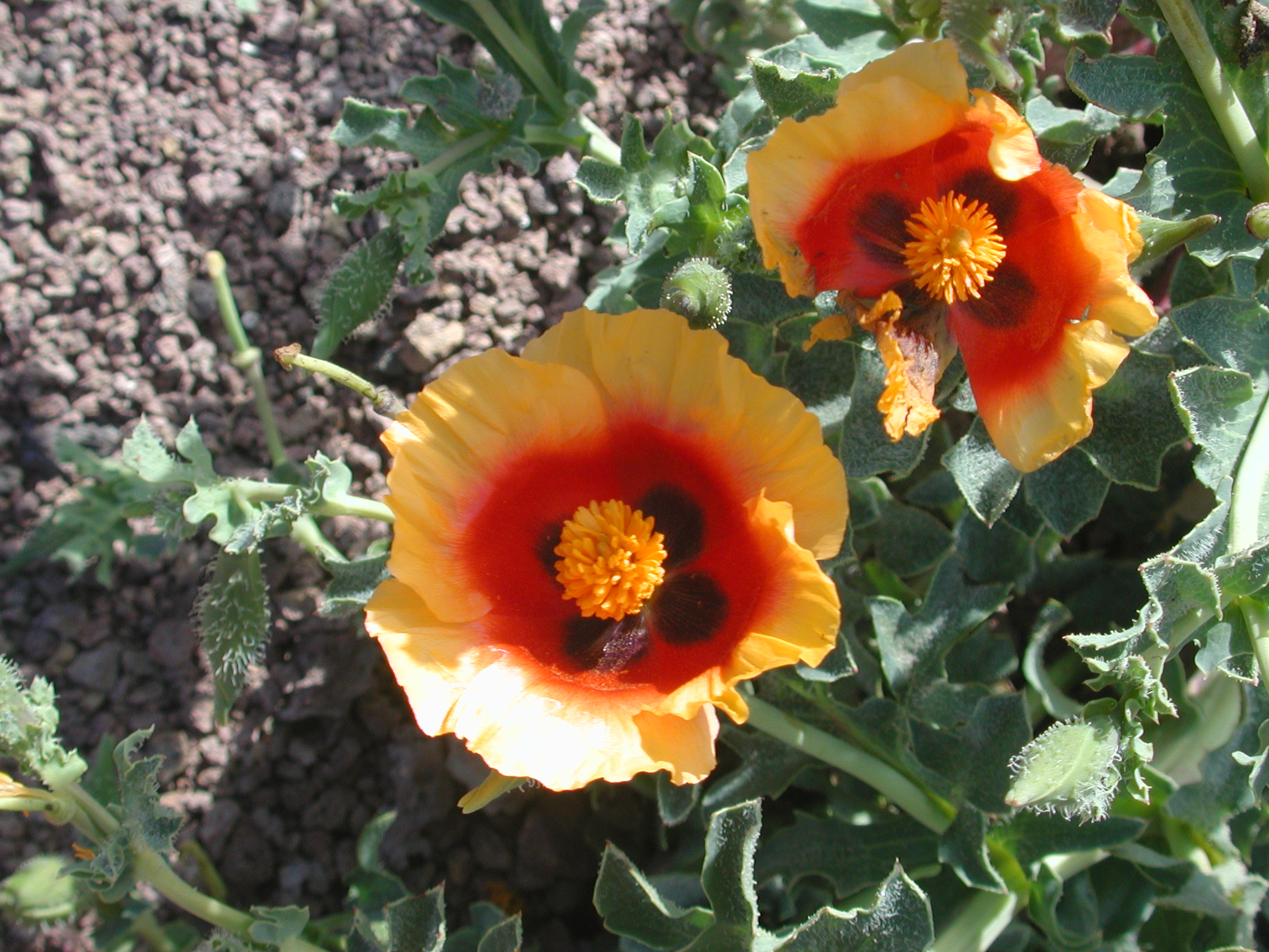 Glaucium leiocarpum Boiss.